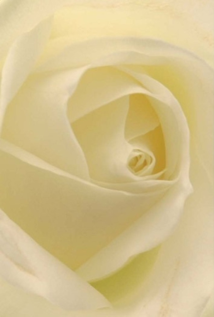 Viewed up close, this classic white rose showcases the serene interplay of softness and intricate layering familiar to every Barnsbury florist. Petals blend seamlessly from creamy white to subtle pastel, each edge bathed in mellow natural light that illuminates as though the rose itself glows from within-like catching the gentle morning sunlight across the quiet squares of Barnsbury. The composition is all calm sophistication, evoking a sense of tranquility and resilience. It is a rose perfect for any sincere gesture-a romantic message sent down Caledonian Road, a graceful apology, or the centrepiece of a heartfelt wedding or memorial. The tightly spiraled core suggests inner strength and purity while the nuanced shadows and highlights elevate the bloom's natural elegance. The pure, clean fragrance is almost palpable-an unseen aura of serenity, ideal for occasions where words aren't enough. This bloom embodies the care and local expertise of Barnsbury Flowers, crafting beauty for every meaningful moment across our beloved neighbourhood.